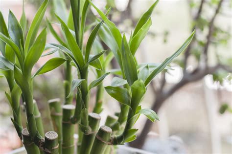 假盆栽 風水|風水植物｜不只富貴竹！7款招財/招桃花植物推介+不 